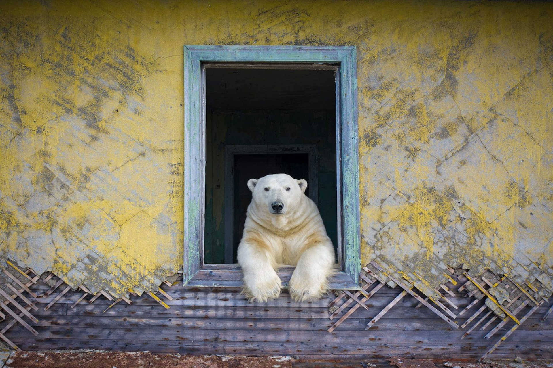 Лауреаты Wildlife Photographer of the Year 2022: белые медведи на снимках  Дмитрия Коха